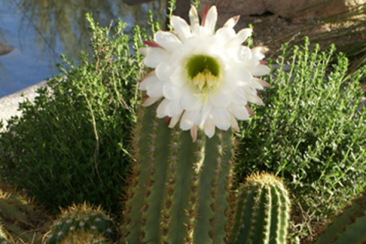 Stunning Saguaro Cactus in bloom at Spirit in the Desert campus