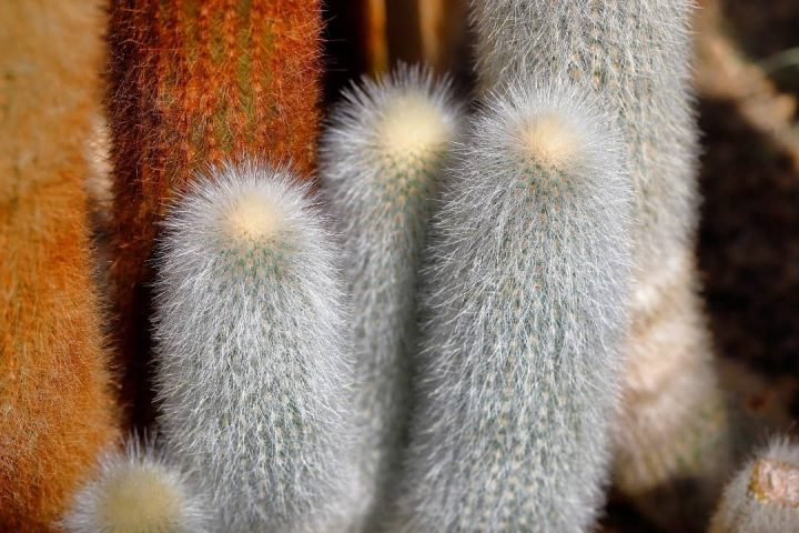 A lovely picture of cactus used for Gift of Years Retreat