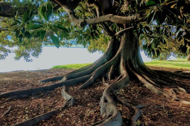 Spirited Book Club, Rooted & Rising, huge tree with deep roots
