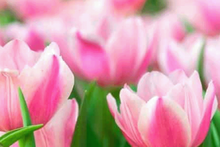 Sparkling Mother's Day Brunch - image of a field of pink tulips