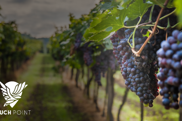Touchpoint: Workers in the Vineyard; image of clusters of ripe grapes in a beautiful vineyard