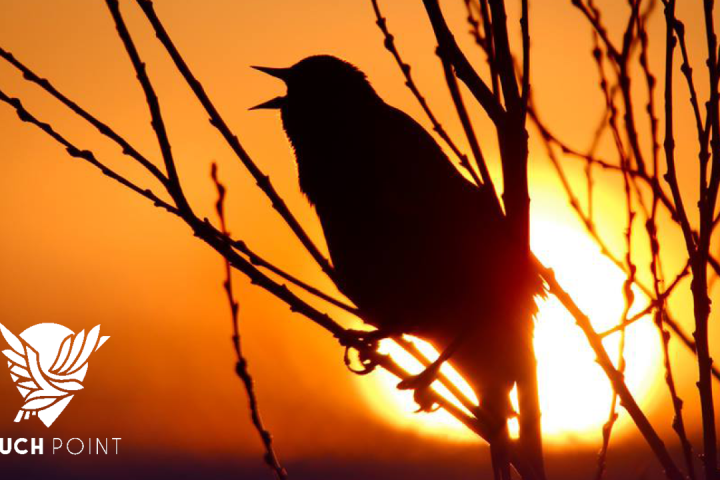 Touchpoint: Sing a New Song; image of bird chirping at sunset