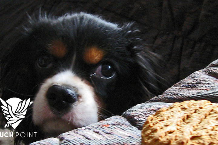 Touchpoint: The gentile woman's faith; image of puppy under the table eyeing a loaf of bread