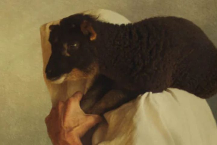 Lost Sheep
